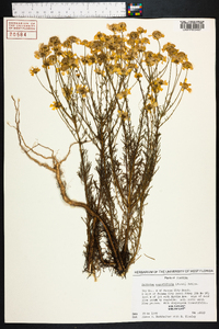 Balduina angustifolia image