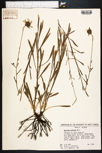 Balduina uniflora image