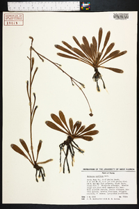 Balduina uniflora image