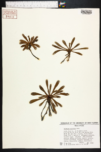 Balduina uniflora image