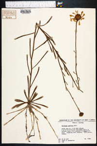 Balduina uniflora image