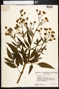 Bidens alba image