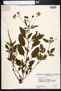 Bidens alba image