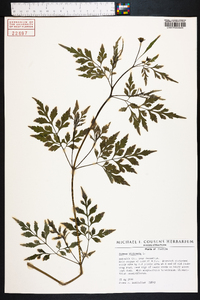 Bidens bipinnata image