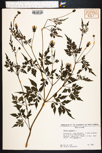 Bidens bipinnata image