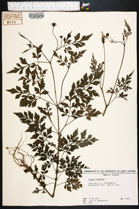 Bidens bipinnata image