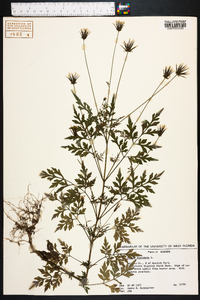 Bidens bipinnata image