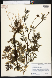 Bidens bipinnata image