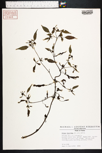 Bidens discoidea image