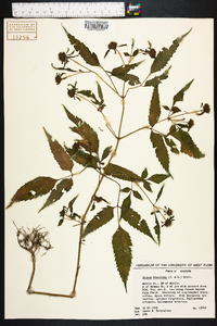 Bidens discoidea image