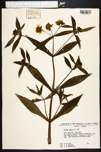 Bidens laevis image