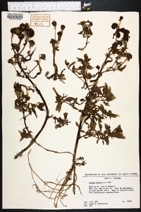 Bidens laevis image