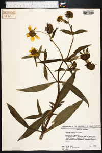 Bidens laevis image