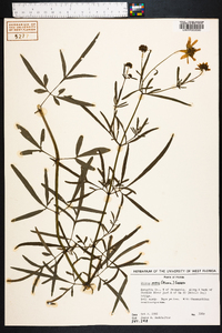 Bidens mitis image