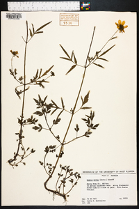 Bidens mitis image