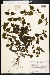 Calyptocarpus vialis image