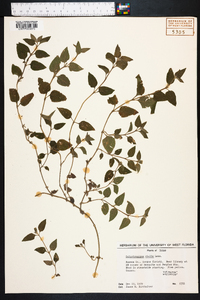Calyptocarpus vialis image