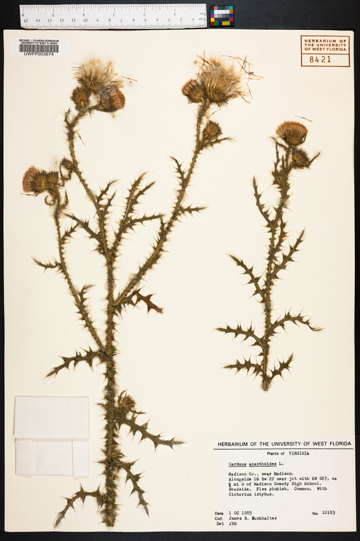 Carduus acanthoides image