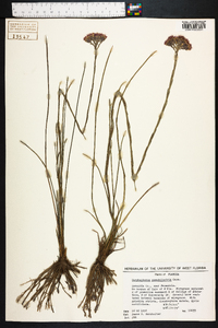 Carphephorus pseudoliatris image