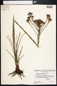 Carphephorus pseudoliatris image