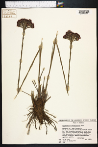 Carphephorus pseudoliatris image