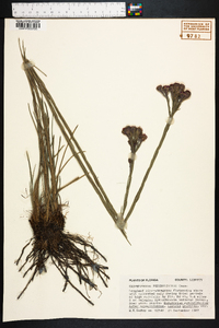 Carphephorus pseudoliatris image