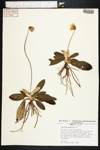 Chaptalia tomentosa image