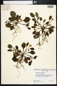 Chrysogonum virginianum image