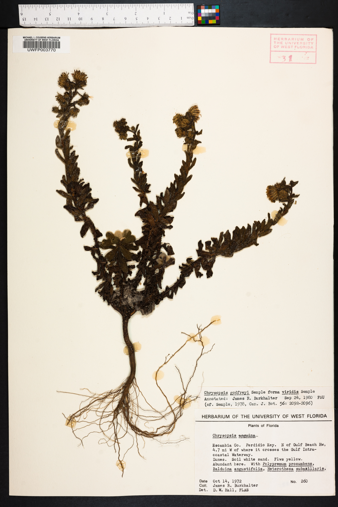 Chrysopsis godfreyi image