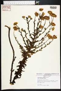 Chrysopsis godfreyi image