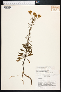 Chrysopsis gossypina subsp. hyssopifolia image