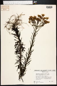 Chrysopsis gossypina subsp. hyssopifolia image