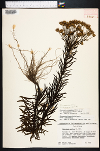 Chrysopsis linearifolia image