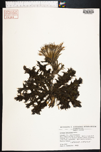 Cirsium horridulum image