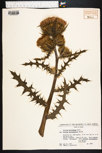 Cirsium horridulum image