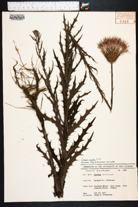 Cirsium lecontei image