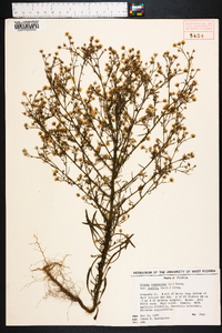 Conyza canadensis var. pusilla image