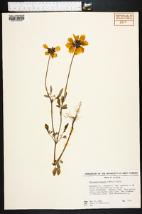 Coreopsis basalis image