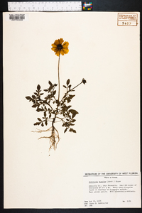 Coreopsis basalis image