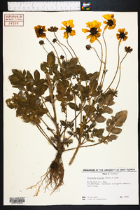 Coreopsis basalis image