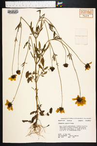 Coreopsis basalis image