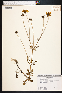 Coreopsis basalis image