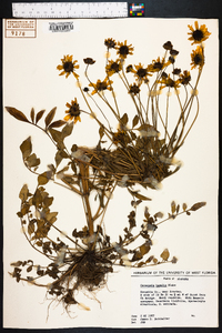 Coreopsis basalis image