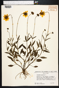 Coreopsis lanceolata image