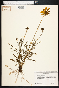 Coreopsis lanceolata image