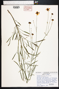 Coreopsis leavenworthii image