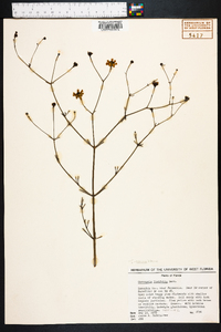 Coreopsis linifolia image