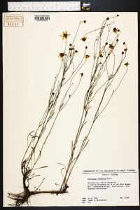 Coreopsis linifolia image