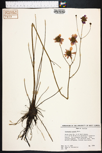 Coreopsis nudata image