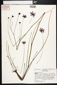 Coreopsis nudata image